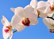 开云体育app-浓眉攻防枢纽显神威，辽宁淘汰吉林晋级在望