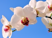 开云体育app-浓眉攻防枢纽显神威，辽宁淘汰吉林晋级在望