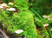 开云体育app-北欧风暴击溃沙漠之狐，金玟哉何以成为丹麦轻取阿尔及利亚的关键枢纽？