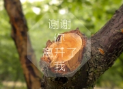 开云平台-节奏革命，当尼斯的地中海琴弦拨动牙买加的雷鬼心跳