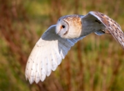 开云体育入口-生死战中的双星闪耀，日本足球突围，京多安精神在NBA季后赛绽放