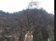 开云体育在线-骑士三分雨浇灭热火，库里虚拟跨界飙出F1奇幻赛道