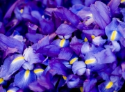 开云体育APP下载-跨界征服，冰岛强压秘鲁与阿什拉夫F1年度争冠接管的共同哲学