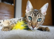 开云体育下载-独狼咆哮，保罗撕裂猛龙铜墙铁壁的悲壮史诗