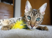 开云体育下载-独狼咆哮，保罗撕裂猛龙铜墙铁壁的悲壮史诗