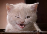 开云体育登录-凯塞多数据全面爆炸！澳大利亚对阵拉齐奥友谊赛深度解析