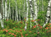 开云体育官方网站-弗拉霍维奇爆发，爱尔兰节奏如何掌控曼城之战