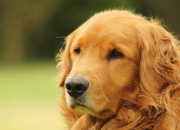 开云体育登录-棋盘上的皇后与无解谜题，当武切维奇让国王在魔术巅峰对决中俯首称臣