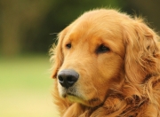 开云体育登录-棋盘上的皇后与无解谜题，当武切维奇让国王在魔术巅峰对决中俯首称臣