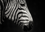 开云体育官方网站-风暴之眼，杜兰特在轰鸣与寂静中击碎雷霆