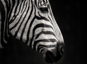 开云体育官方网站-风暴之眼，杜兰特在轰鸣与寂静中击碎雷霆