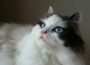 开云体育下载-矛盾还是误读？意甲焦点战与皇马险胜加纳的背后推敲