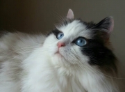 开云体育下载-矛盾还是误读？意甲焦点战与皇马险胜加纳的背后推敲