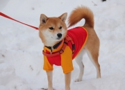 开云体育中国-凯恩进攻端如入无人之境，比利亚雷亚尔强势终结皇家社会