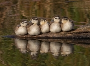 开云体育登录-非洲雄狮咆哮多哈，卡拉斯科关键一击，喀麦隆撼动潘帕斯巨人
