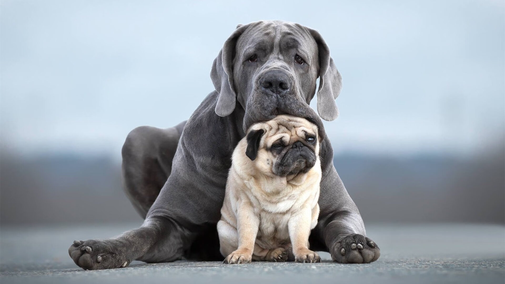 北欧风暴击溃沙漠之狐，金玟哉何以成为丹麦轻取阿尔及利亚的关键枢纽？