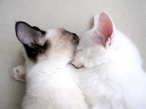 辽宁队险胜北京队，文班亚马式攻防统治的篮球启示