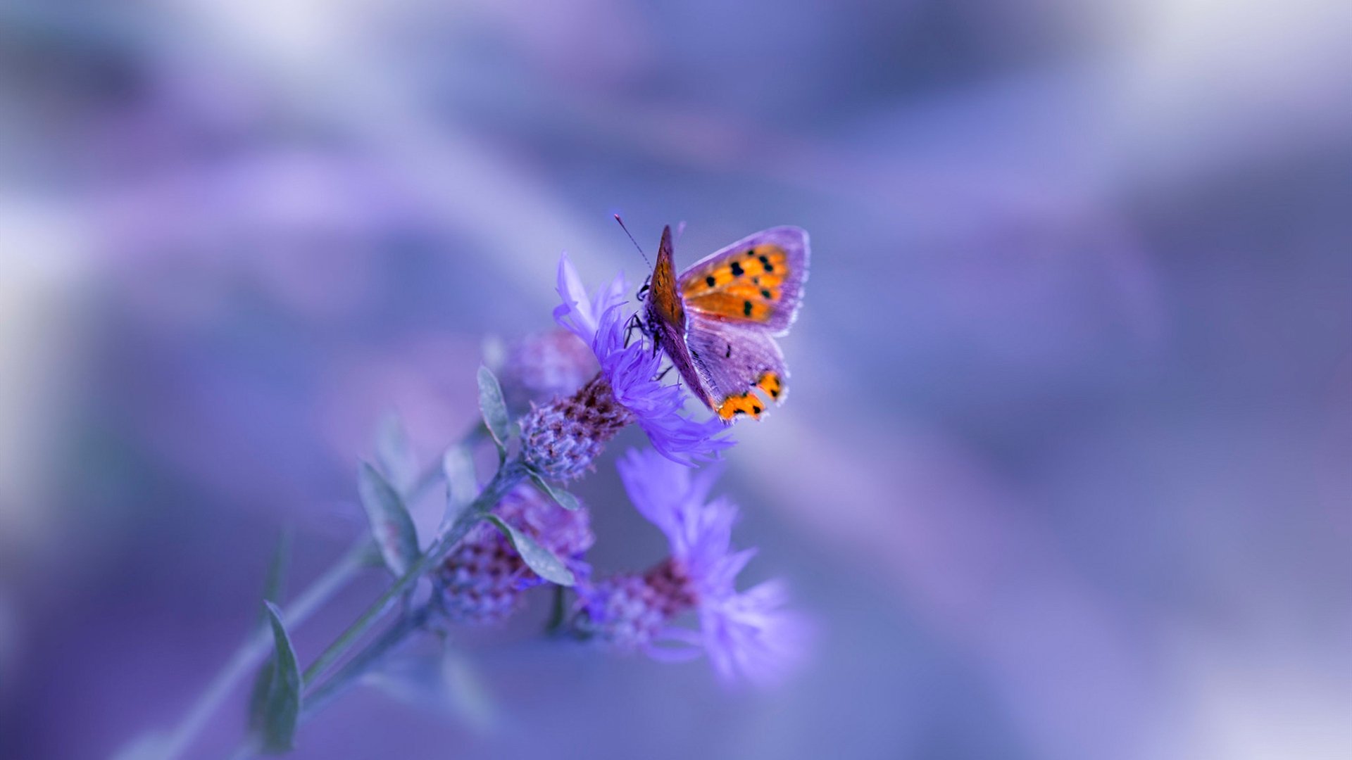 灰熊奇迹，切特·霍姆格伦的致命一击与一支球队的逆袭传奇