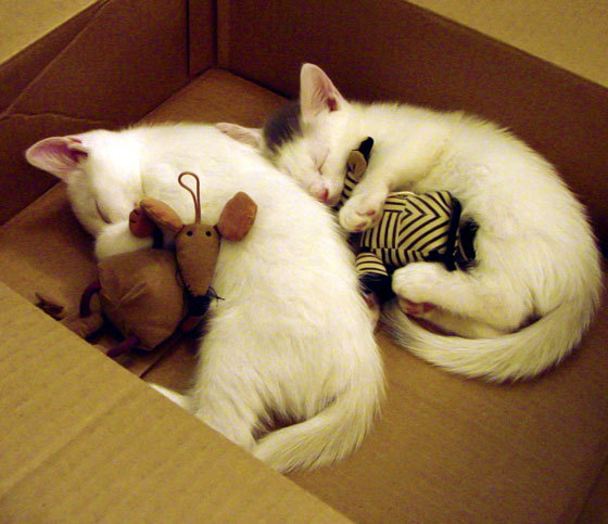 乌拉圭高效终结波兰，恩佐·费尔南德斯赛后评分拉满