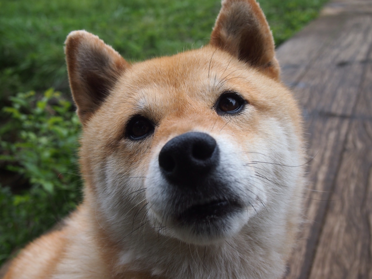 凯塞多数据全面爆炸！澳大利亚对阵拉齐奥友谊赛深度解析