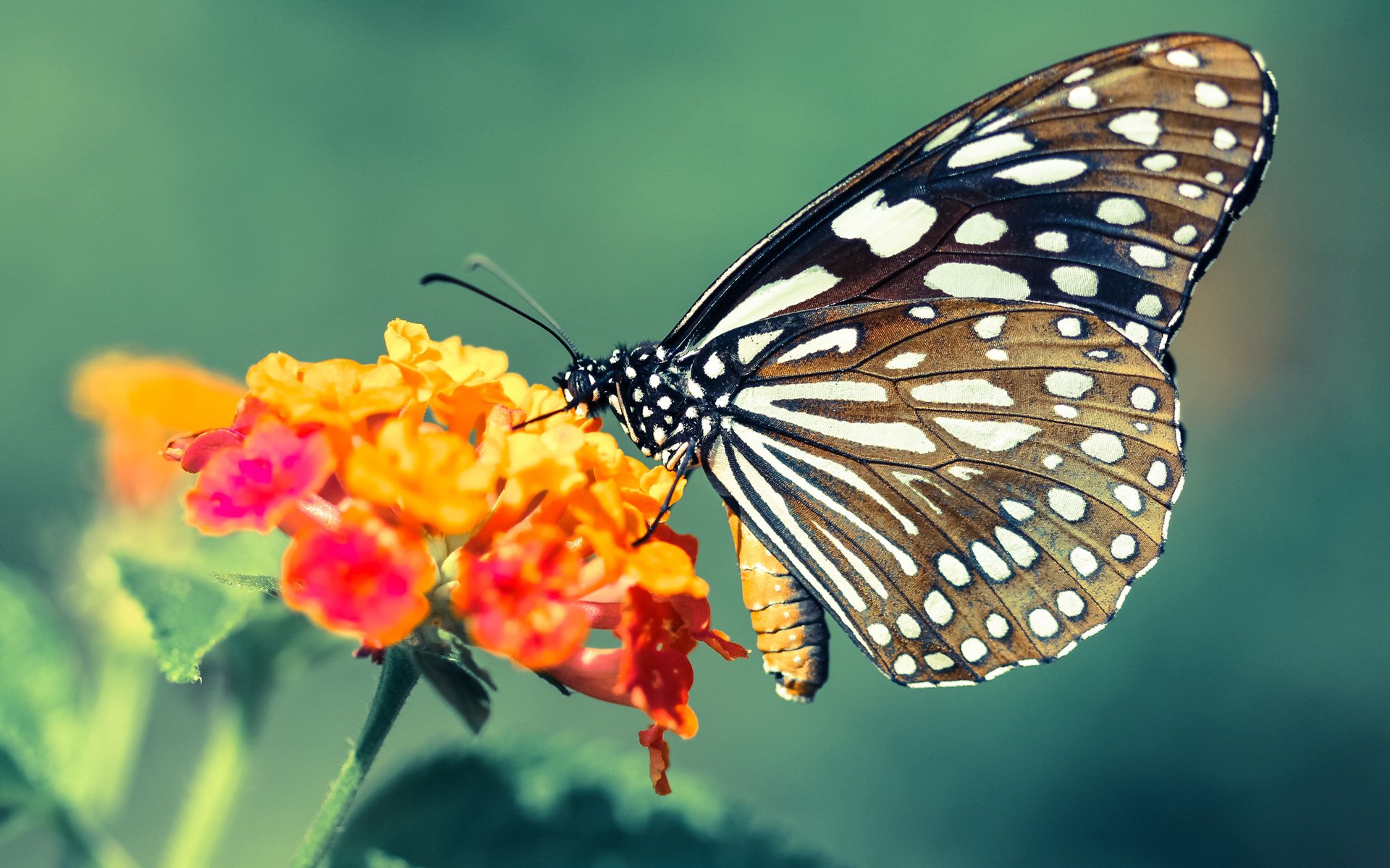 一夫当关,奥斯梅恩的欧冠淘汰赛封神之夜