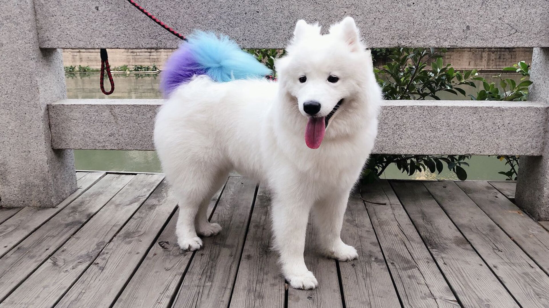 引擎轰鸣与绿茵狂想，F1新赛季揭幕战的多特蒙德式激情