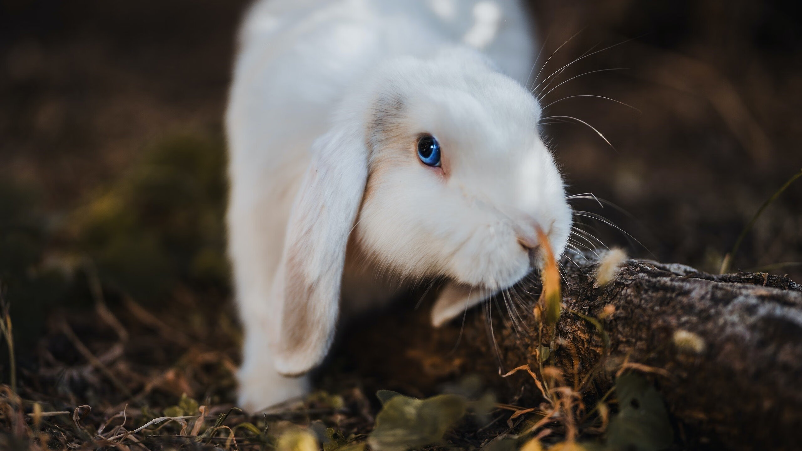 鏖战圣西罗,卡塞米罗关键一击,西班牙力克AC米兰