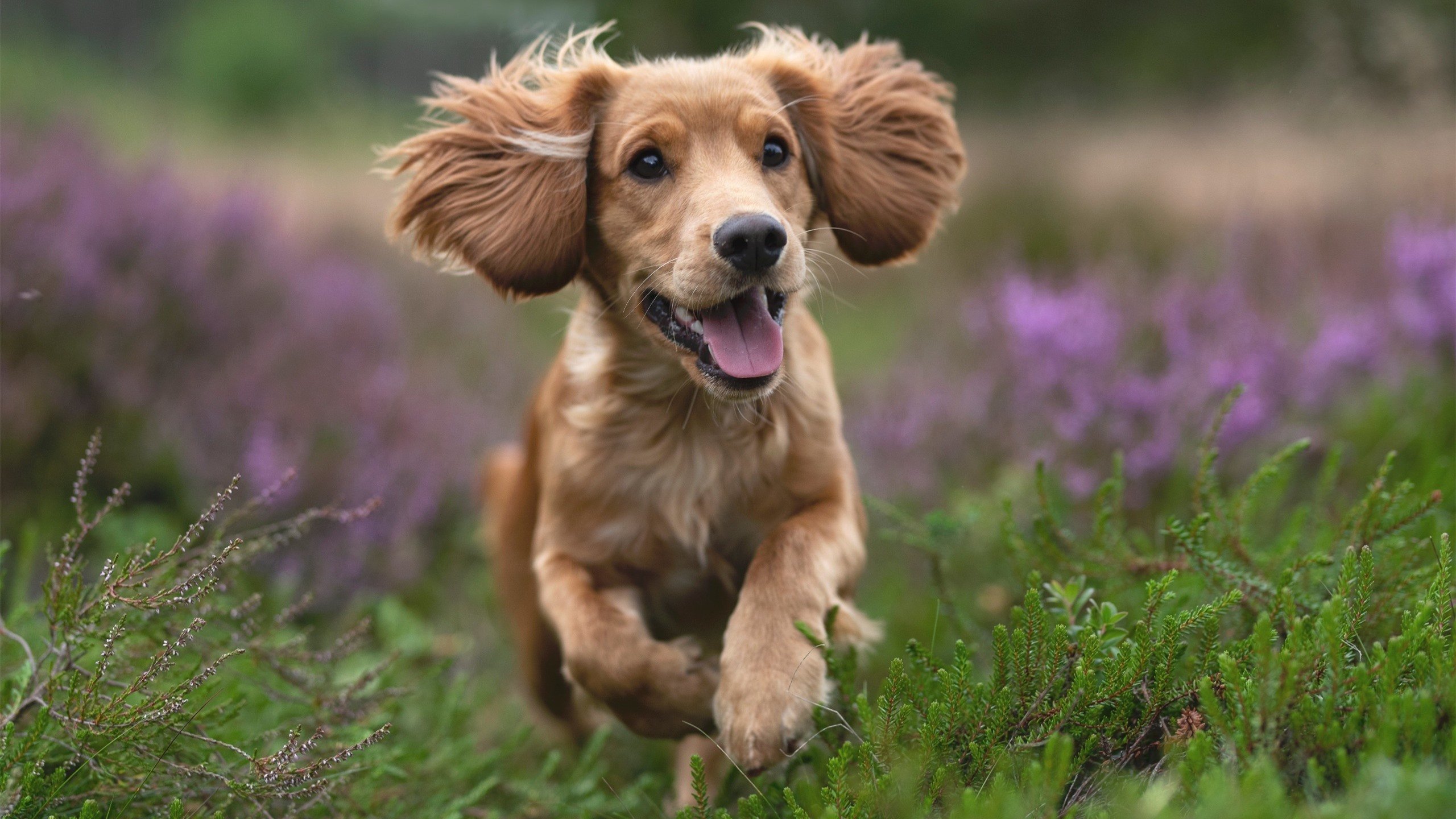 美加墨世界杯焦点战，奇才逆转胜国王，争冠之路显曙光