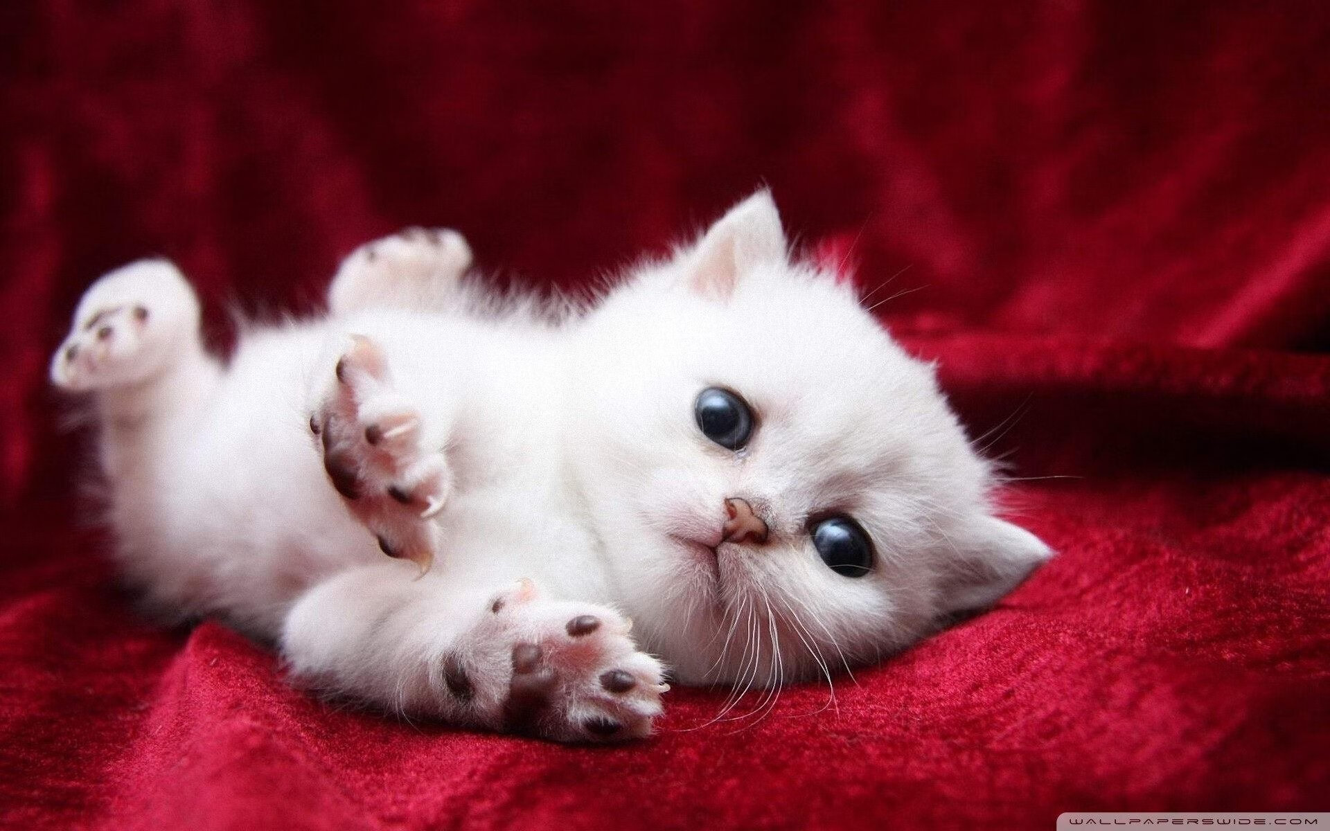 体育双星夜,西甲国家德比激战,文班亚马刷新纪录