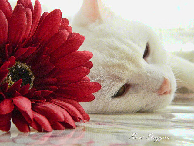 F1年度争冠之夜,武切维奇的跨界惊艳