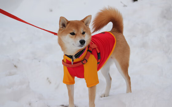 凯恩进攻端如入无人之境，比利亚雷亚尔强势终结皇家社会