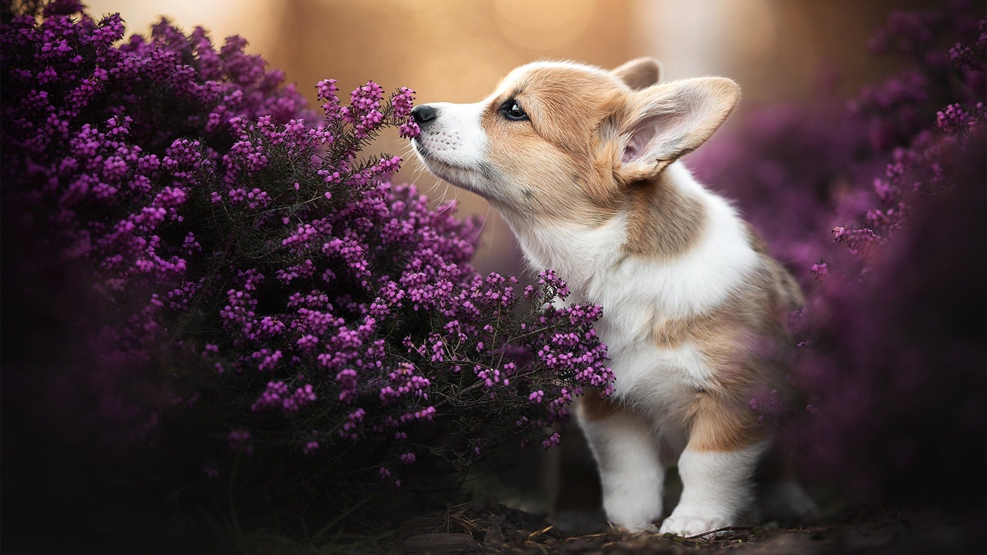 2026世界杯之夜，内马尔稳定输出，传奇不掉线