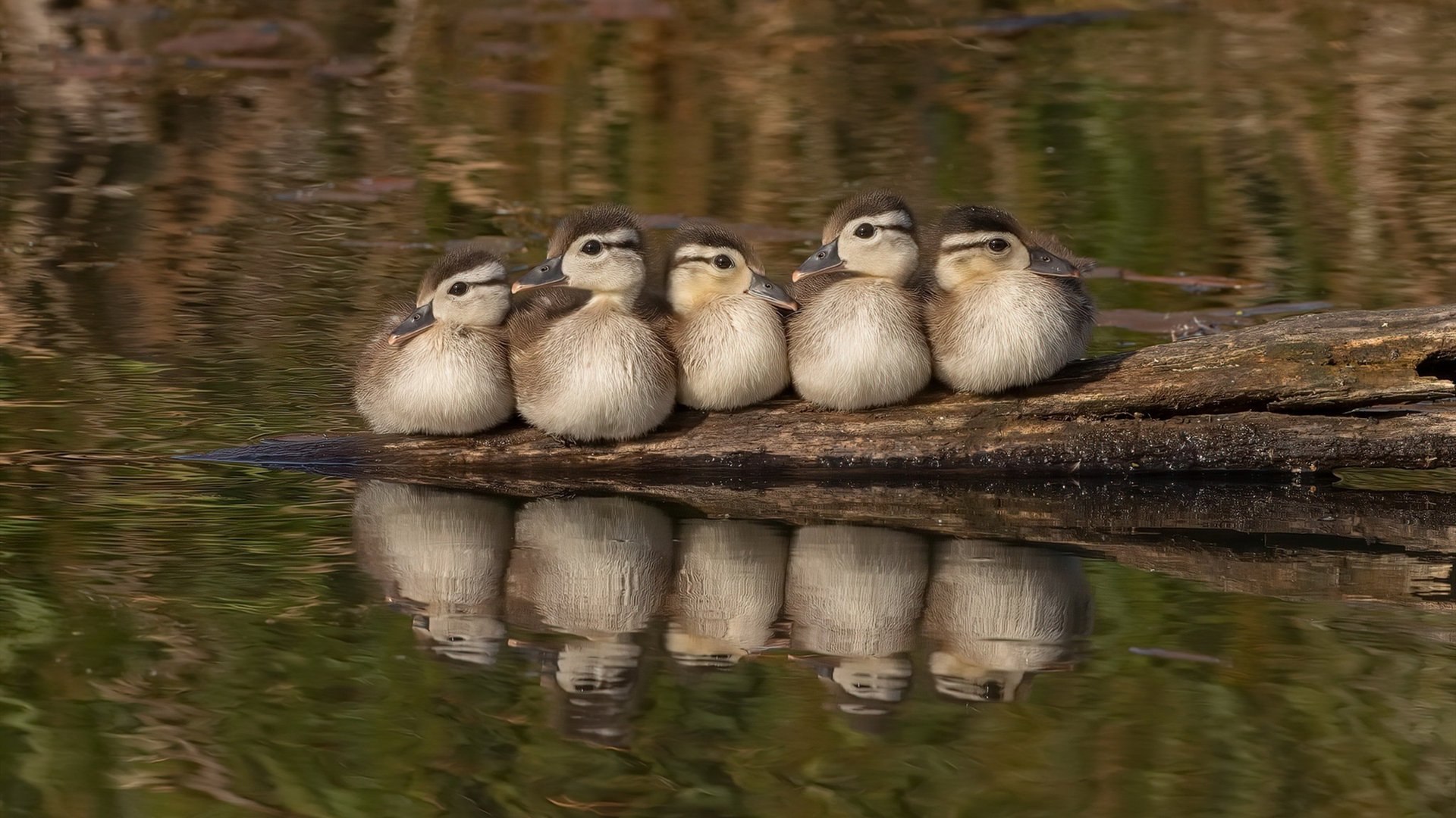 非洲雄狮咆哮多哈，卡拉斯科关键一击，喀麦隆撼动潘帕斯巨人